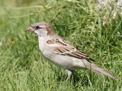 Passer domesticus