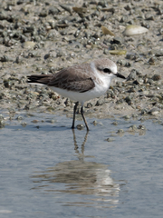 Charadrius alexandrinus