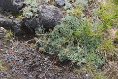 Artemisia glomerata