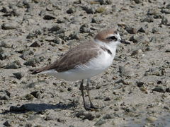 Charadrius alexandrinus