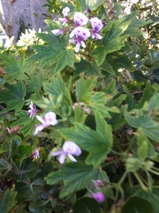 Pelargonium citronellum