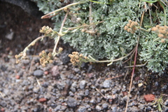 Artemisia glomerata