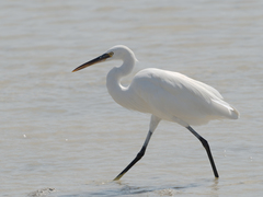 Egretta gularis