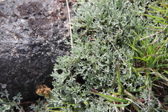 Artemisia glomerata