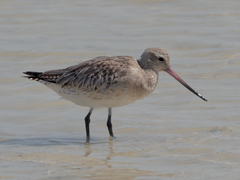 Limosa lapponica