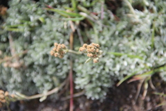 Artemisia glomerata
