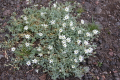 Stellaria eschscholtziana