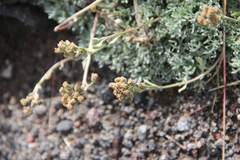 Artemisia glomerata