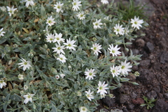 Stellaria eschscholtziana