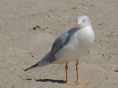 Chroicocephalus genei