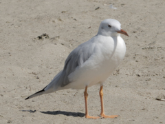 Chroicocephalus genei