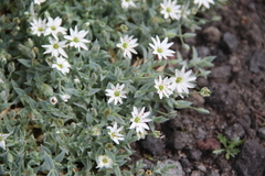Stellaria eschscholtziana