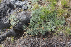 Artemisia glomerata