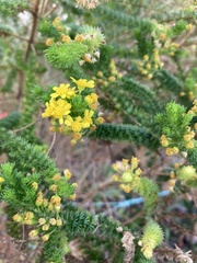 Euryops virgineus