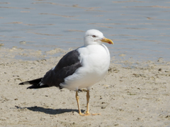 Larus fuscus