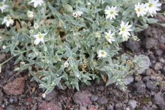 Stellaria eschscholtziana