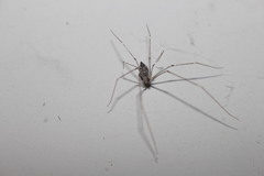 Crossopriza