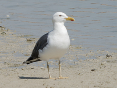 Larus fuscus