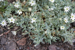 Stellaria eschscholtziana