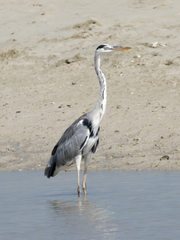 Ardea cinerea