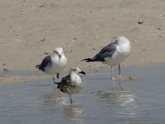 Larus fuscus