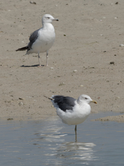 Larus fuscus