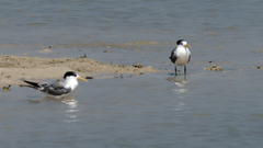 Thalasseus bengalensis