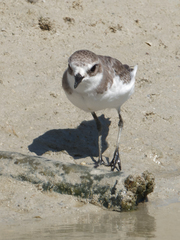 Charadrius alexandrinus