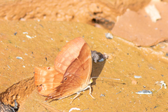 Abisara bifasciata suffusa
