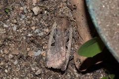 Parabagrotis insularis