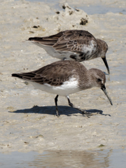 Calidris alpina