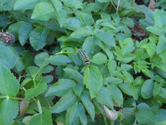 Papilio polyxenes
