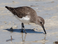 Calidris alpina