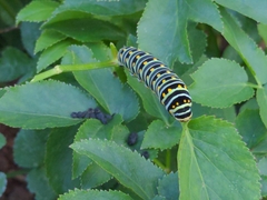 Papilio polyxenes