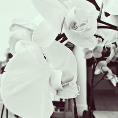 Phalaenopsis