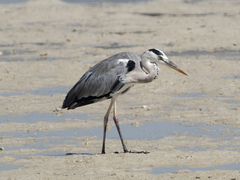 Ardea cinerea