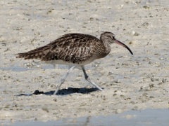Numenius phaeopus
