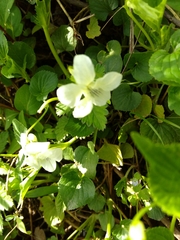 Viola striata