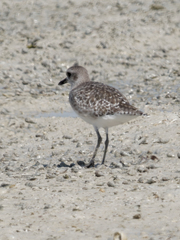 Pluvialis squatarola