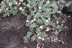 Artemisia glomerata