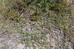 Dasispermum