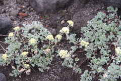 Artemisia glomerata