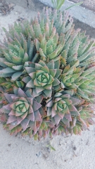 Aloe brevifolia