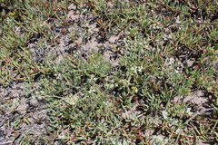 Dasispermum