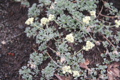 Artemisia glomerata