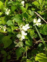Viola striata