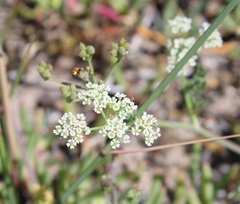 Dasispermum