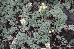 Artemisia glomerata