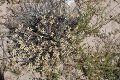 Helichrysum cochleariforme