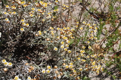 Helichrysum cochleariforme